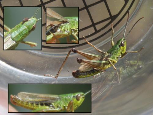 Réf. 171 137 : Pseudochorthippus parallelus