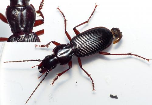 Pterostichus hagenbachii