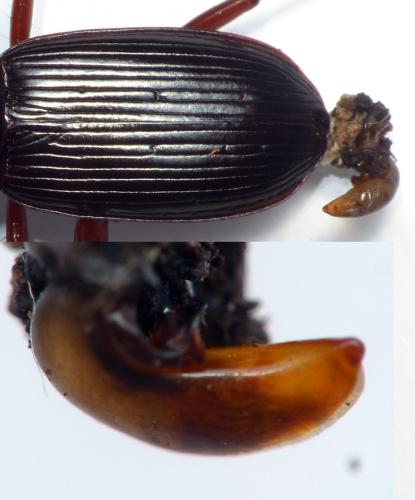 Pterostichus hagenbachii