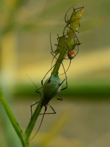 Réf. 171 410 : Macrosiphum sp.