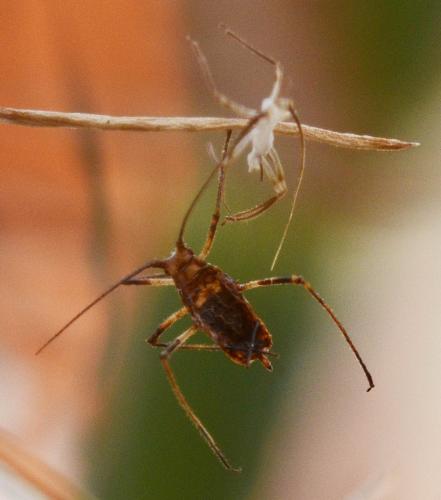 Macrosiphum euphorbiae