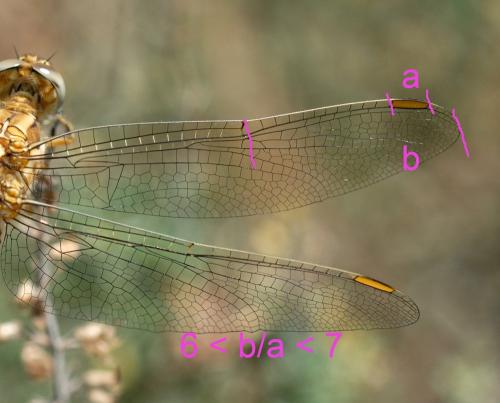 Orthetrum brunneum