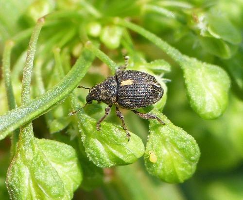 Rhinoncus pericarpius
