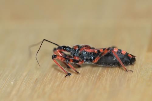 Rhynocoris sp.