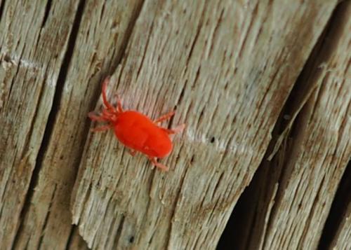 Allothrombium sp.