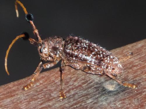 Aristobia freyi