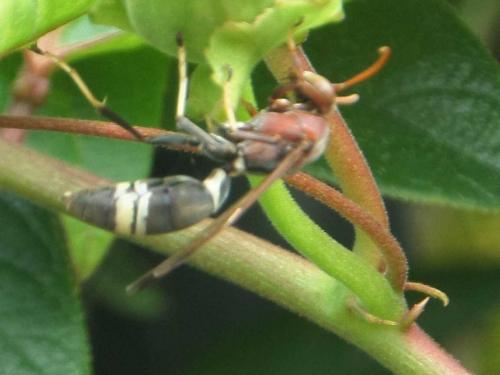 Réf. 171 624 : Polistes sp.