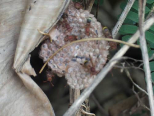 Polistes sp.