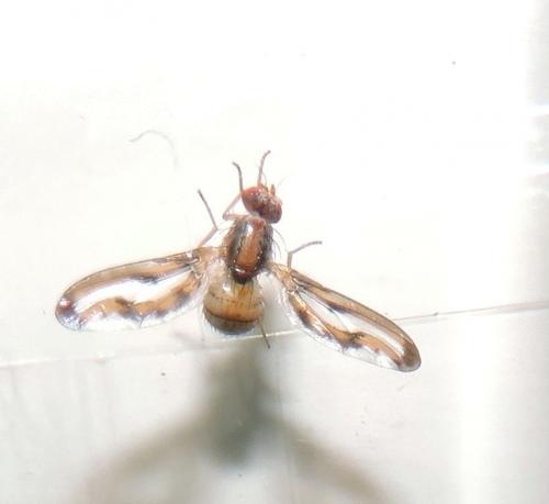 Toxoneura muliebris