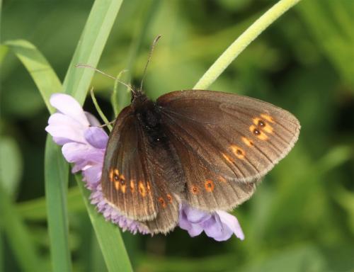 Réf. 171 435 : Erebia alberganus