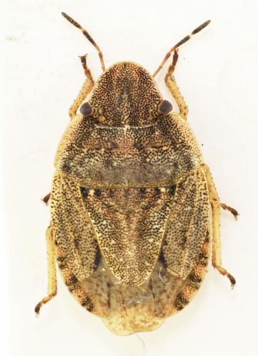 Réf. 171 124 : Sciocoris cursitans