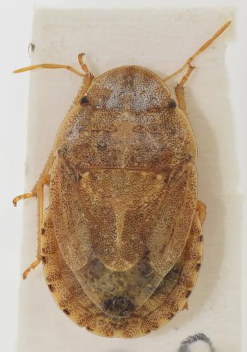 Sciocoris deltocephalus