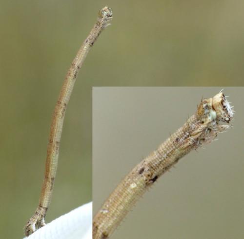 Peribatodes rhomboidaria