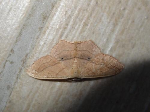 Réf. 171 836 : Scopula imitaria