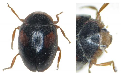 Scymnus frontalis