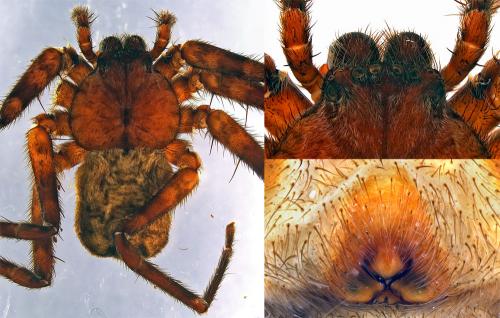 Selenops radiatus