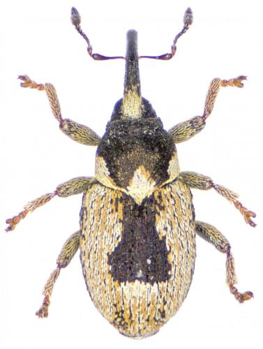 Réf. 171 830 : Sibinia subtriangulifera