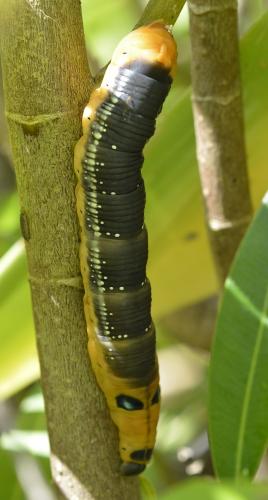 Daphnis nerii
