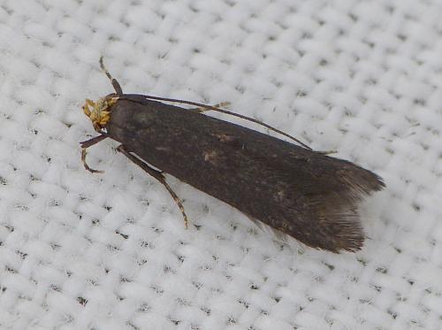 Spuleria flavicaput