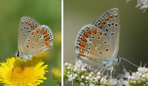 Réf. 171 324 : Polyommatus thersites