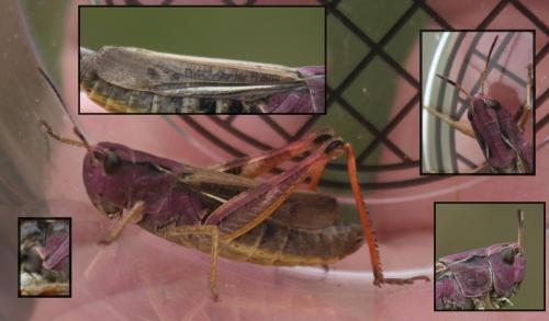 Réf. 171 581 : Stauroderus scalaris scalaris