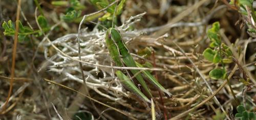 Réf. 171 002 : Stenobothrus lineatus lineatus