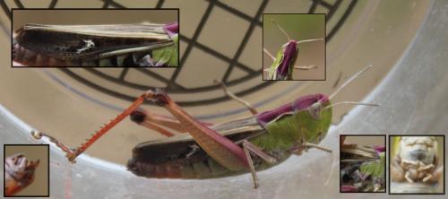 Réf. 171 732 : Stenobothrus lineatus lineatus