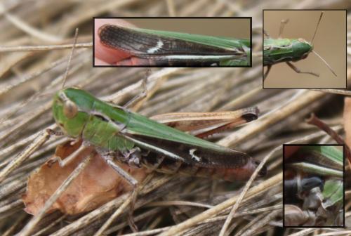 Stenobothrus lineatus lineatus
