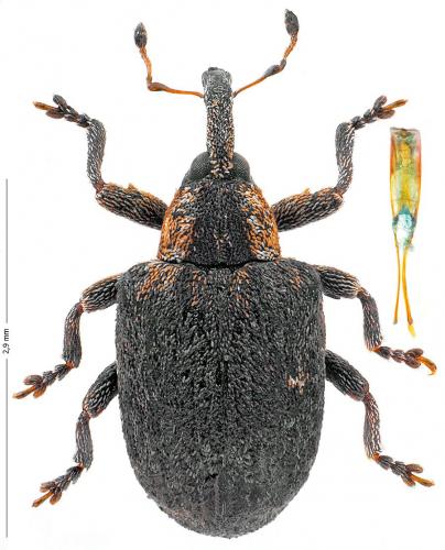 Stereonychus fraxini