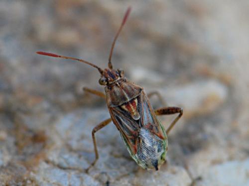 Réf. 171 459 : Stictopleurus sp.