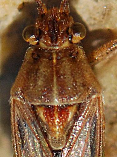 Stictopleurus sp.