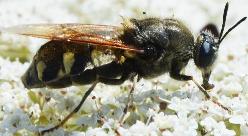 Stratiomys singularior