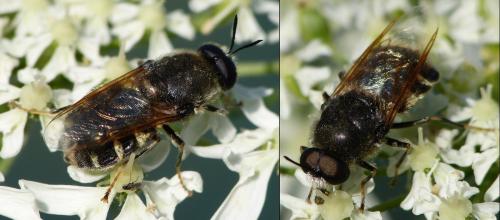 Stratiomys singularior