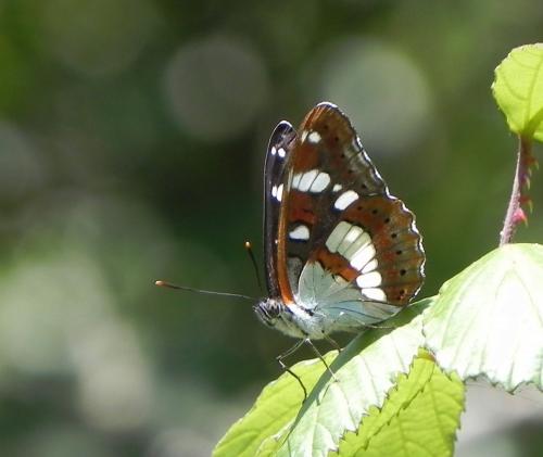 Limenitis reducta