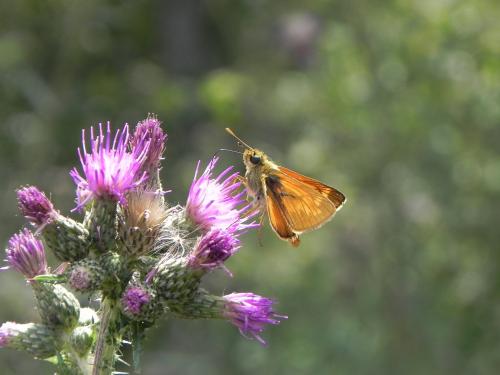 Ochlodes sylvanus