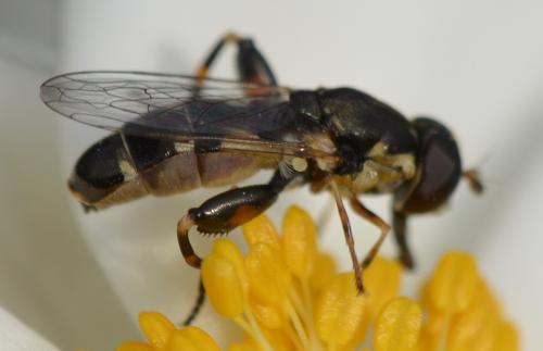 Réf. 171 750 : Syritta pipiens