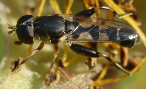Réf. 171 751 : Syritta pipiens