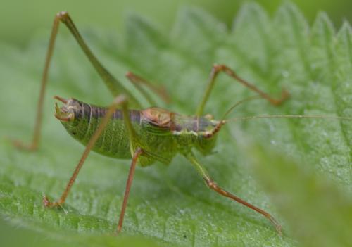 Réf. 171 100 : Leptophyes punctatissima