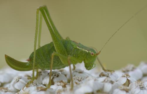 Réf. 171 101 : Leptophyes punctatissima