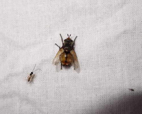 Réf. 171 139 : Tachina sp.