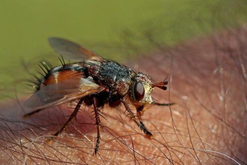 Réf. 171 019 : Tachina magnicornis