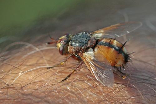 Réf. 171 029 : Tachina magnicornis