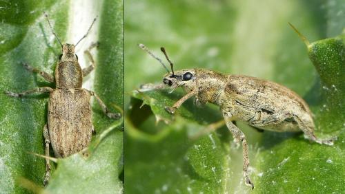 Réf. 171 391 : Tanymecus palliatus