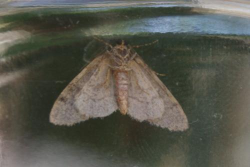 Tephronia sepiaria