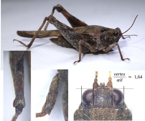 Réf. 171 216 : Tetrix bolivari
