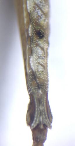 Réf. 171 005 : Tetrix ceperoi ceperoi