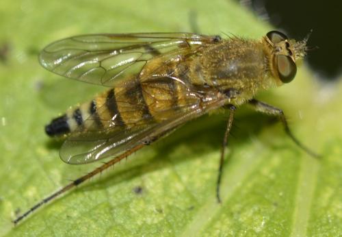 Thereva nobilitata