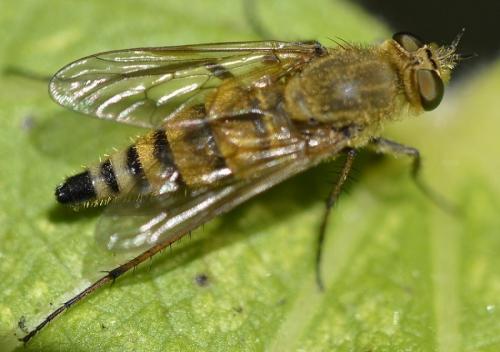 Thereva nobilitata