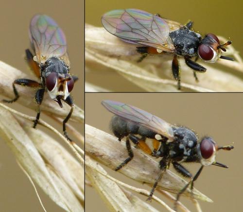 Réf. 171 973 : Thecophora atra