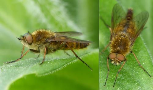 Thereva sp.